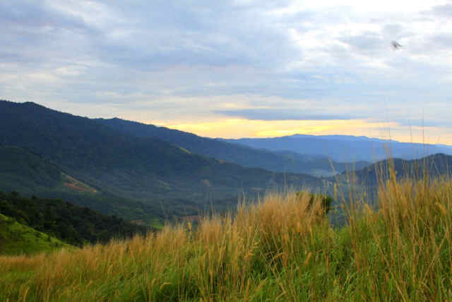 Mountain  grass